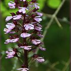 Orchis purpurea - Purpurorchis