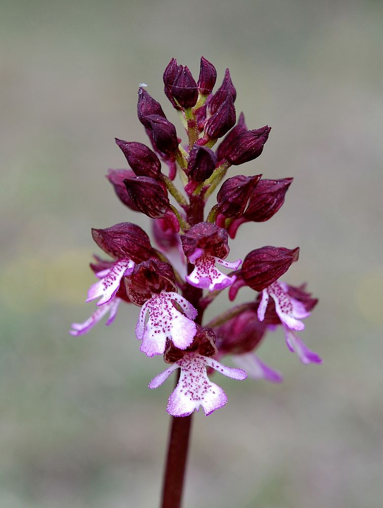 Orchis purpurea - Reichenbach/Hessen - 25.4.11