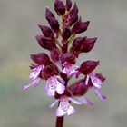 Orchis purpurea - Reichenbach/Hessen - 25.4.11