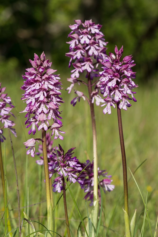 Orchis purpurea/millitaris Hybride - Karlstadt/Bayern - 4.5.14