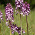 Orchis purpurea/millitaris Hybride - Karlstadt/Bayern - 4.5.14