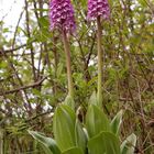 Orchis purpurea/millitaris Hybride Thüringen