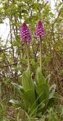 Orchis purpurea/millitaris Hybride Thüringen