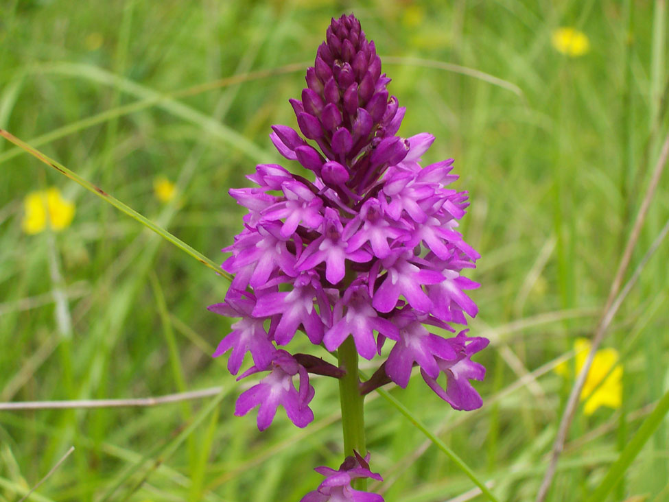 orchis pyramidal