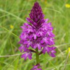 orchis pyramidal