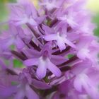 Orchis pyramidal