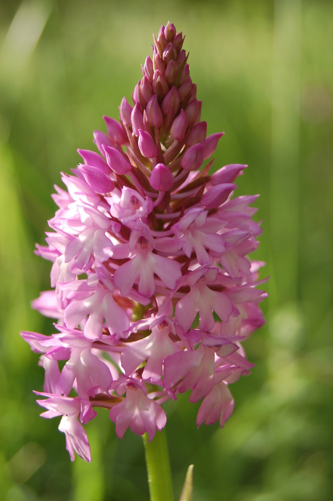 Orchis pyramidal