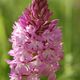 Orchis pyramidal