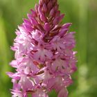 Orchis pyramidal