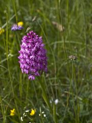 Orchis pyramidal - Anacamptis pyramidalis