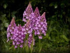 Orchis pyramidal - Anacamptis pyramidalis