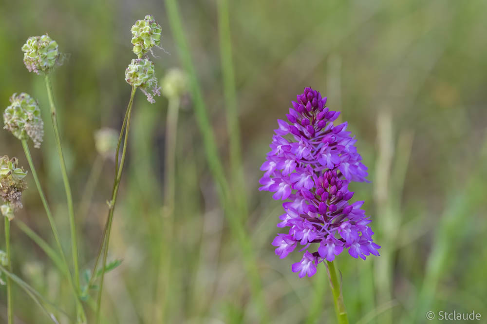 Orchis-pyramidal