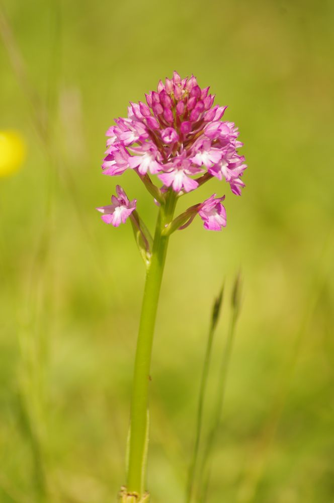 Orchis pyramidale