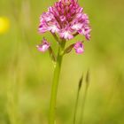 Orchis pyramidale