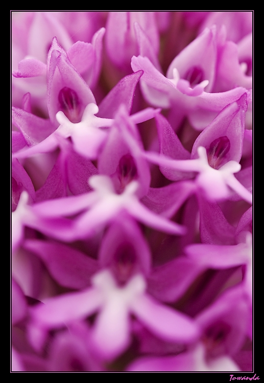 Orchis pyramidalis