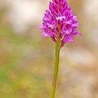 Orchis Pyramidalis