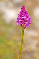 Orchis Pyramidalis