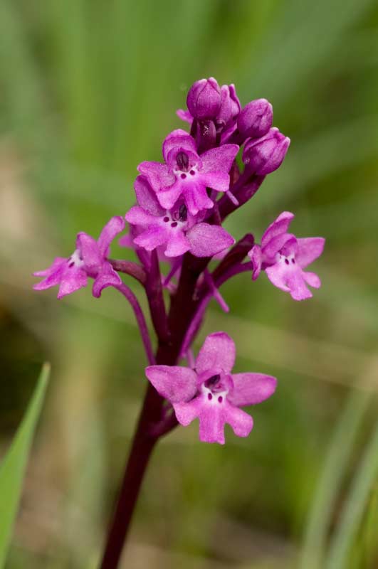 Orchis quadripunctata