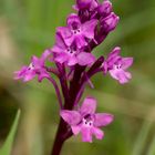 Orchis quadripunctata