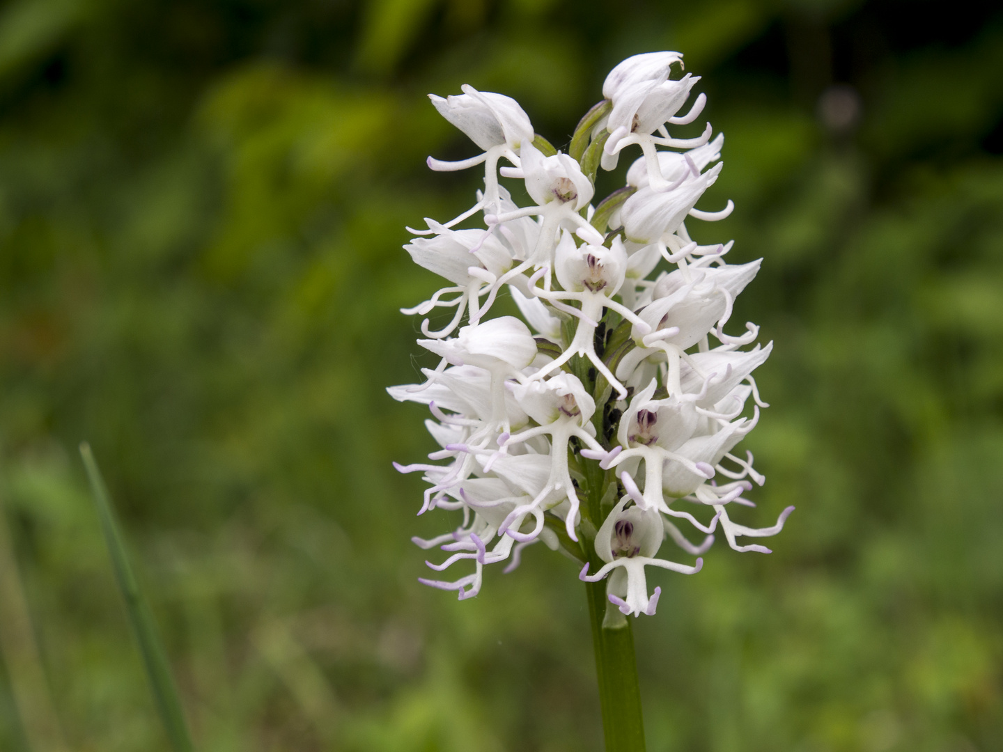 Orchis simia