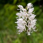 Orchis simia