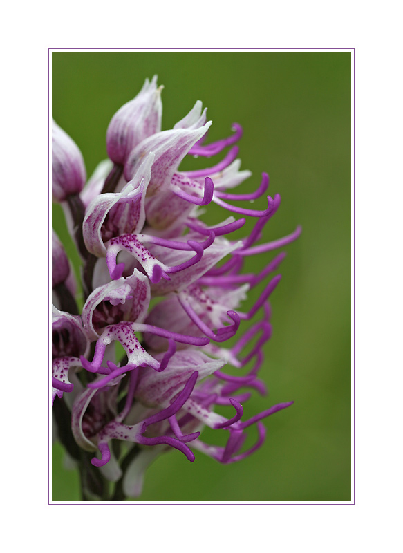 Orchis Simia