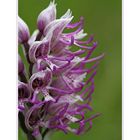 Orchis Simia