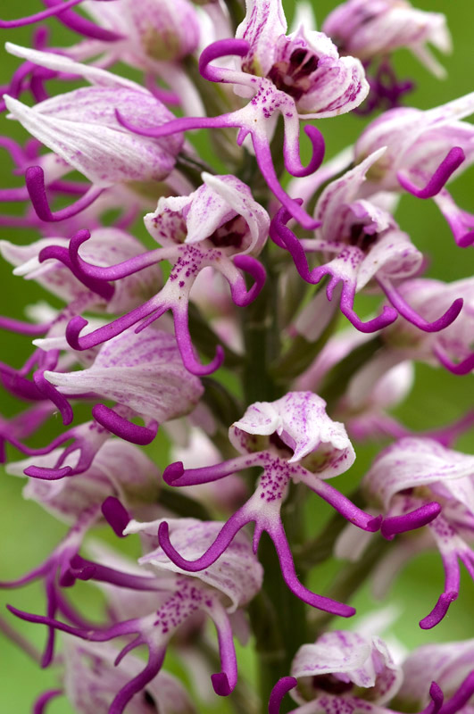 Orchis simia