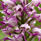 Orchis simia