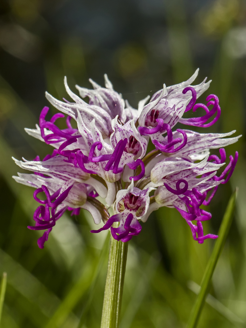 Orchis simia