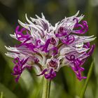 Orchis simia