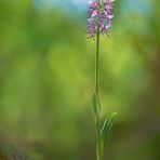 Orchis simia