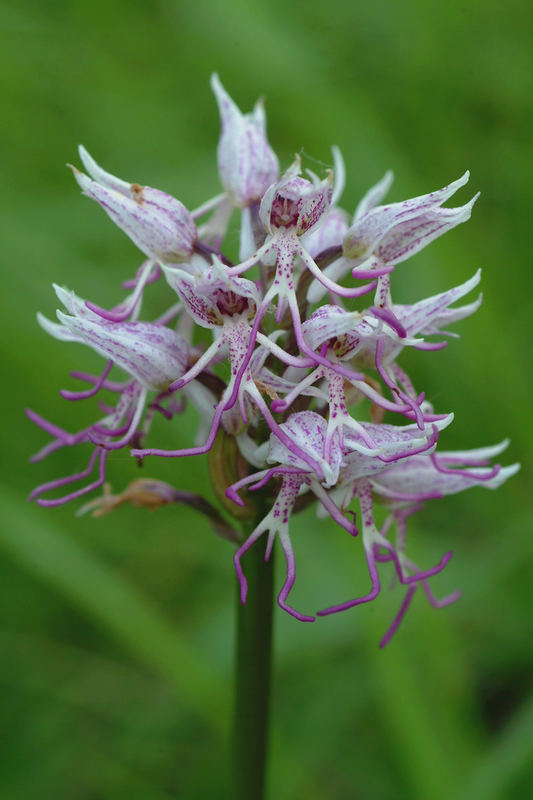 Orchis simia