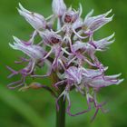 Orchis simia