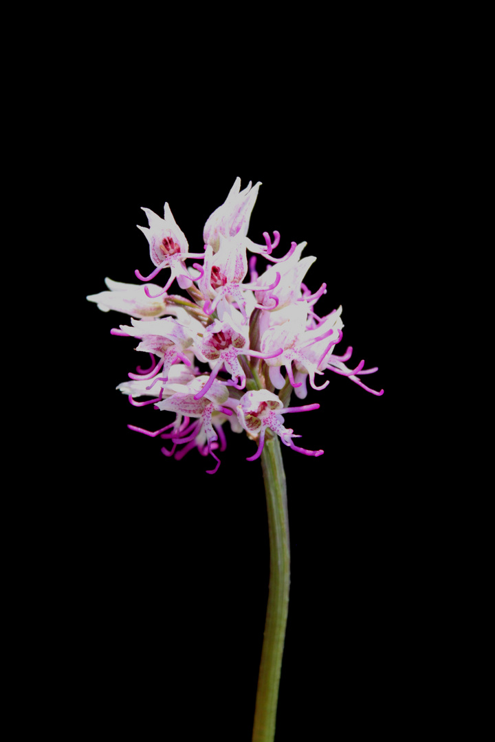 Orchis simia (orchidée sauvage)
