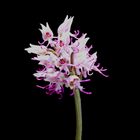 Orchis simia (orchidée sauvage)