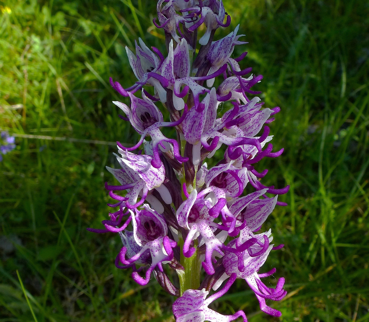 orchis singe