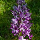 orchis singe