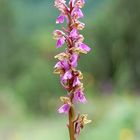 Orchis spitzeli in einem der letzten beiden Fundorte in Mitteleuropa/Österreich