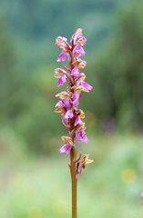 Orchis spitzeli in einem der letzten beiden Fundorte in Mitteleuropa/Österreich