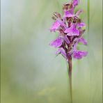 Orchis Spitzelii