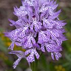 Orchis tridentata