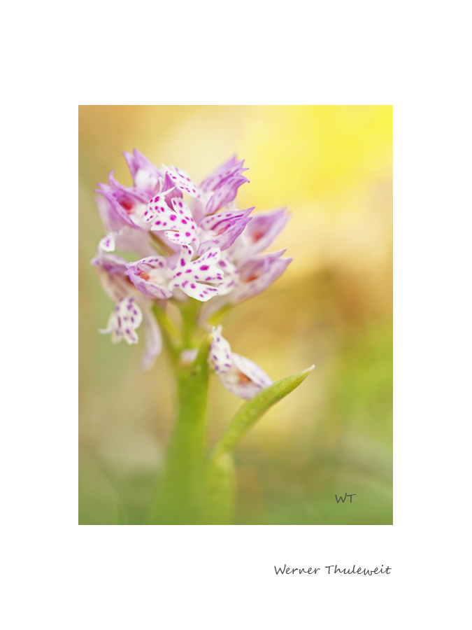 Orchis tridentata