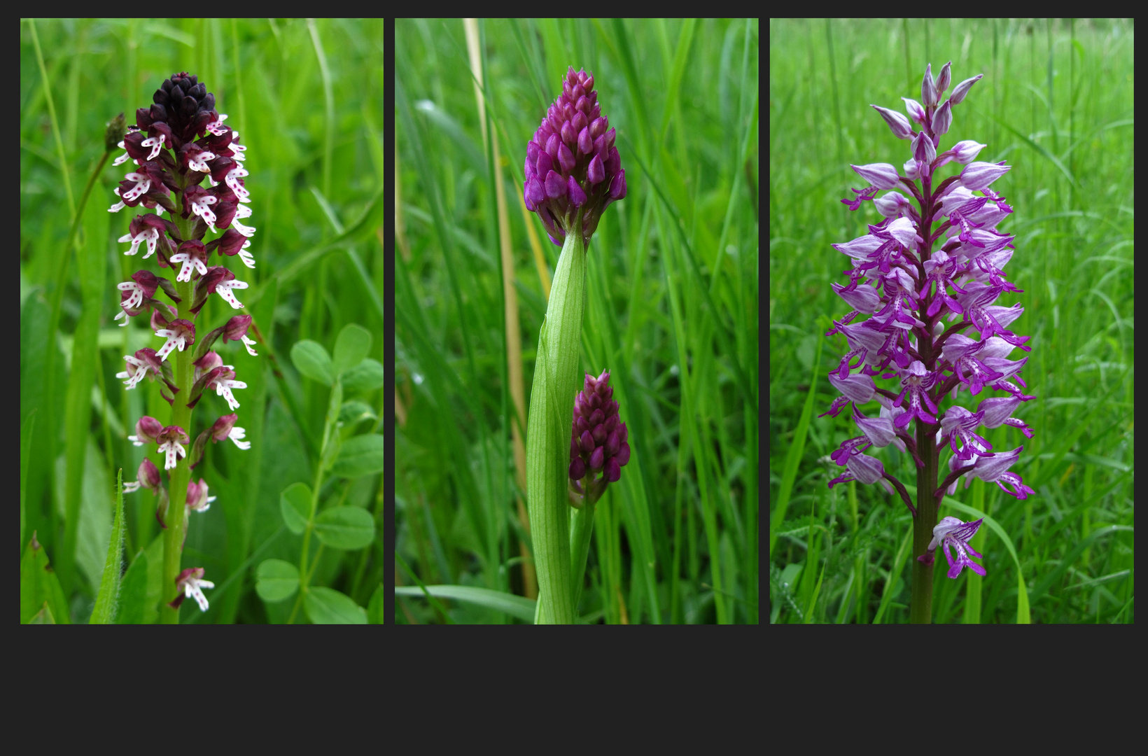 ORCHIS - TRIO