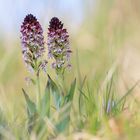 Orchis ustulata