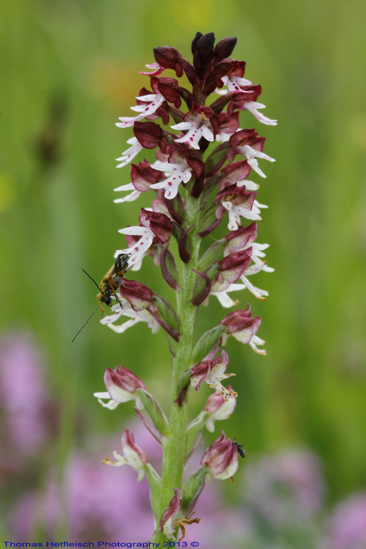 Orchis Ustulata - Brandknabenkraut!!