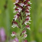 Orchis Ustulata - Brandknabenkraut!!