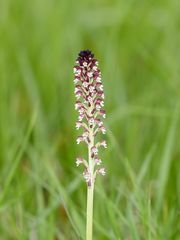 Orchis ustulata