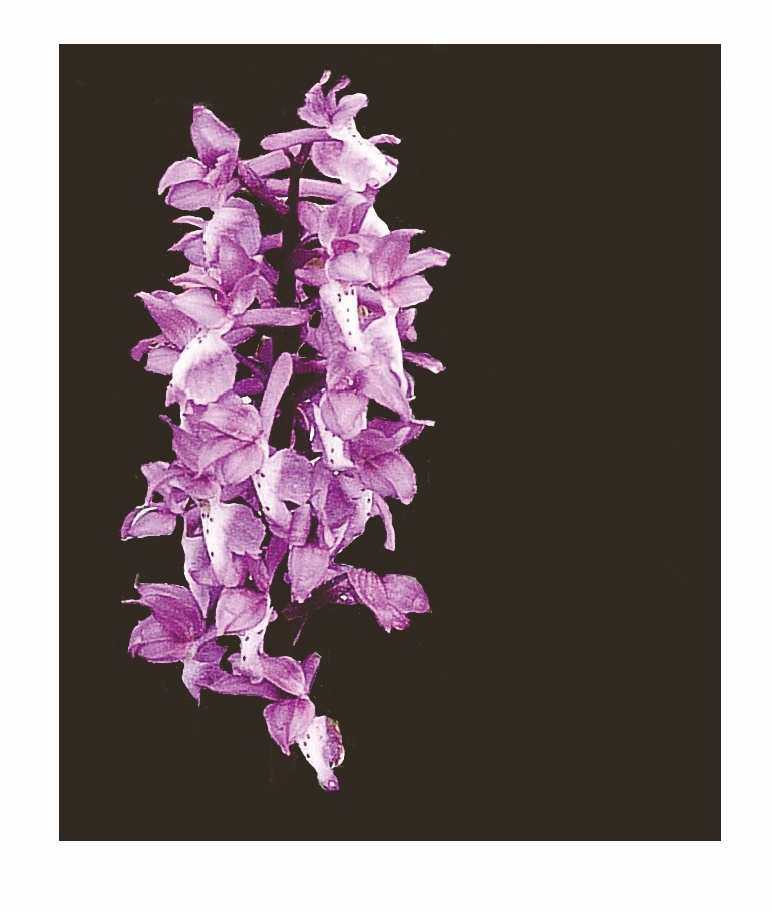 Orchis ustuláta - The gun powder burner of the orchides