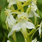  Orchis verdatre  